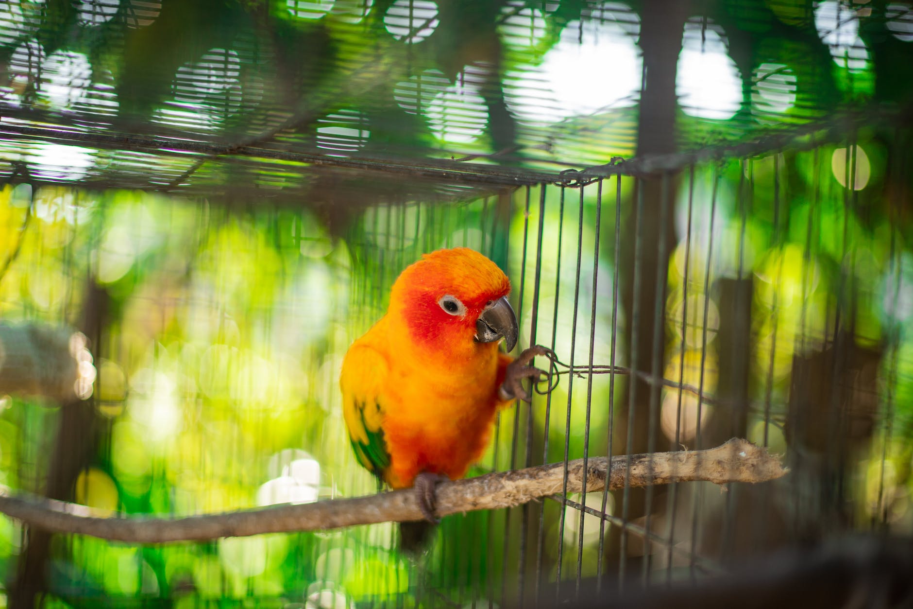 orange parakeet