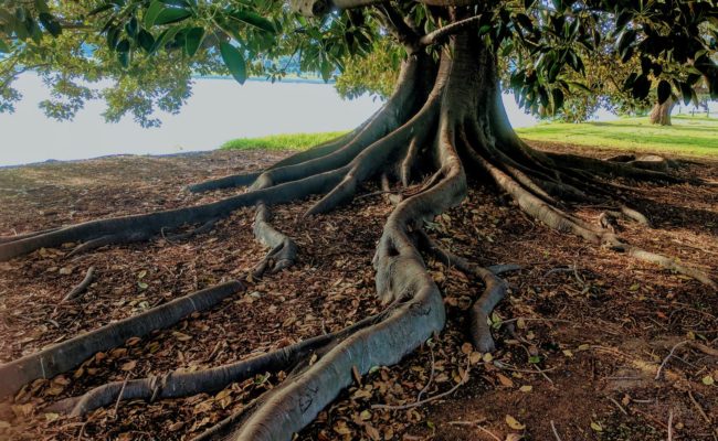 gray trunk green leaf tree beside body of water