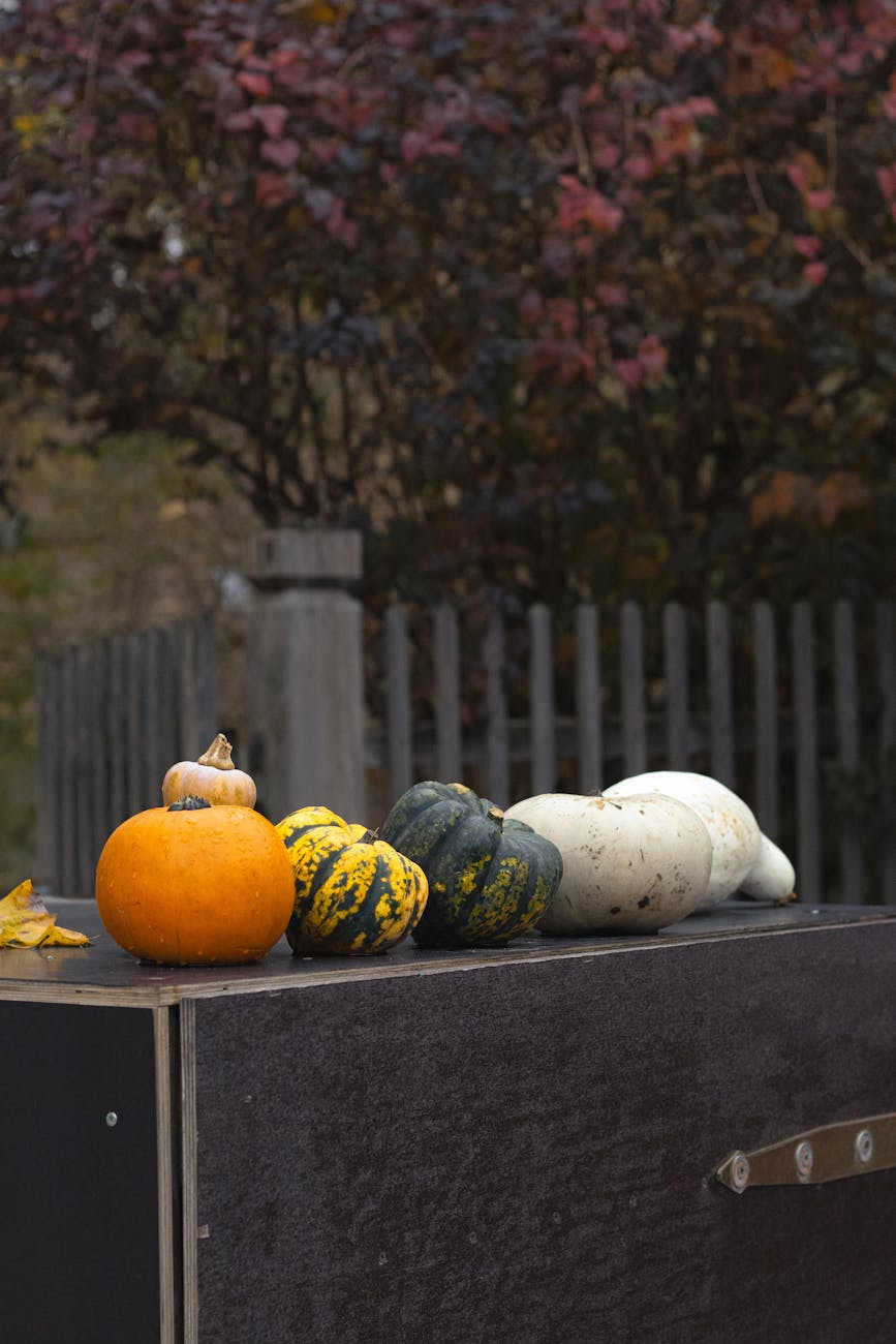 colorful autumn gourds on outdoor display