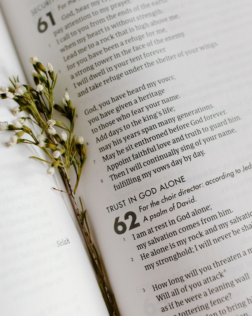 cluster of small white flowers between pages of an open book