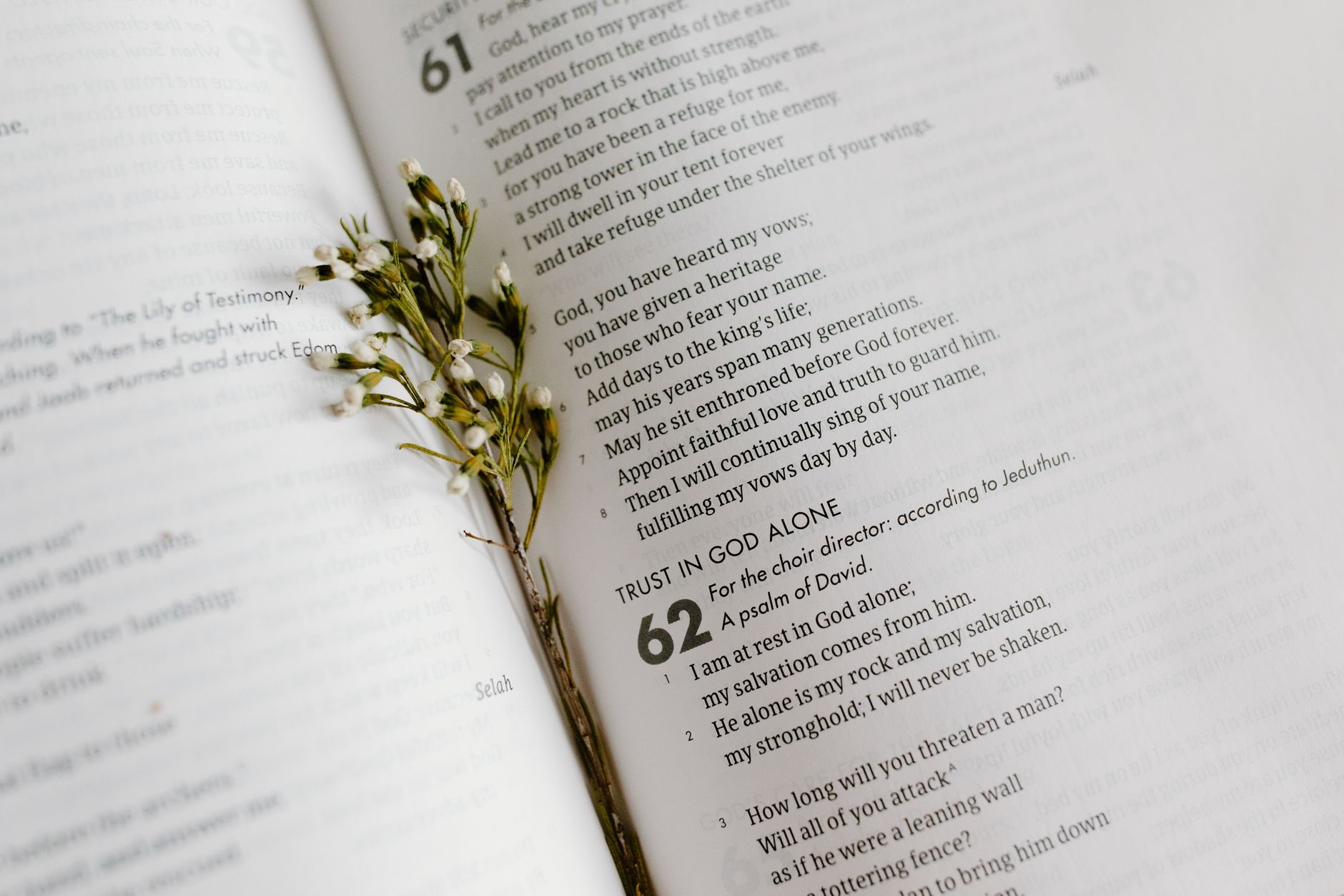cluster of small white flowers between pages of an open book