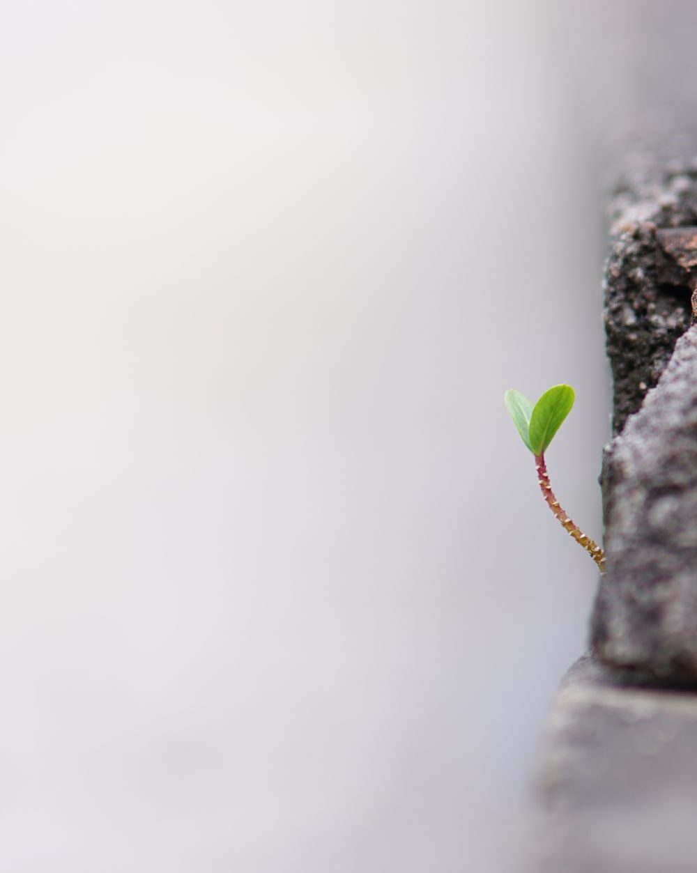lone tiny sprout