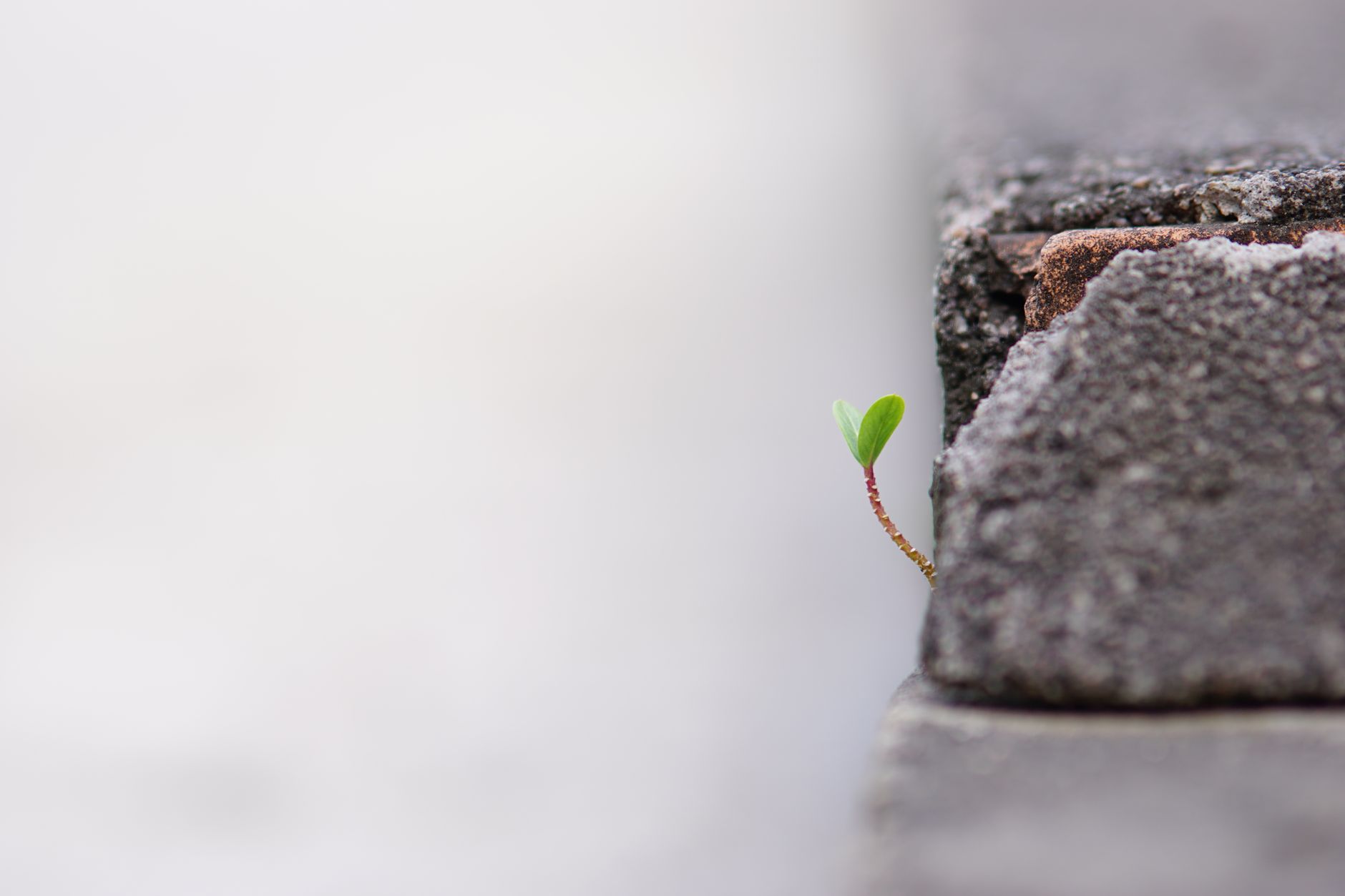 lone tiny sprout