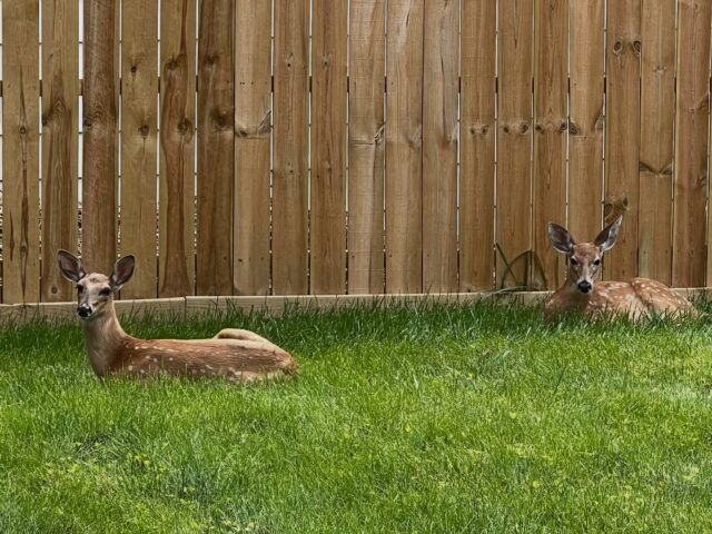 Oh, hello dear 🥰 #deerofinstagram #deerspotting #backyarddeer