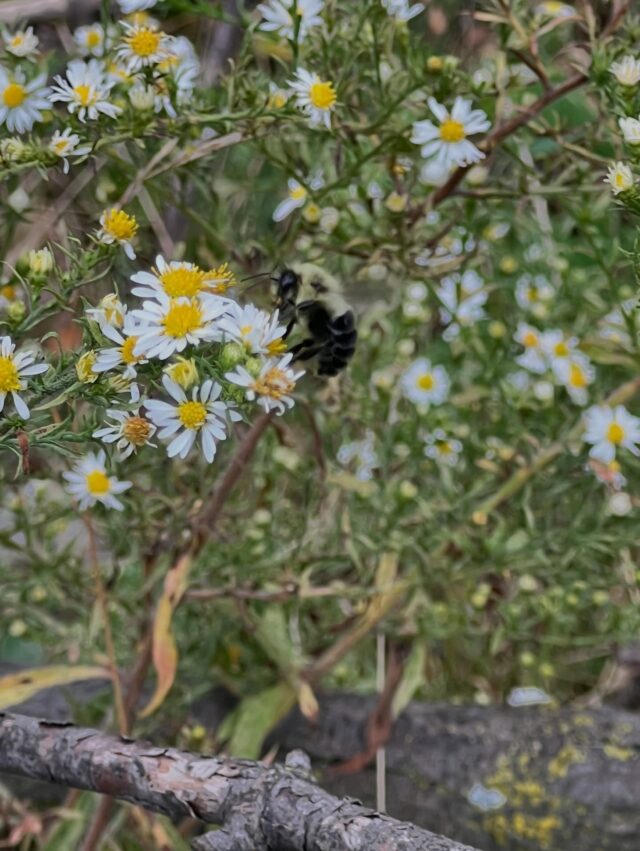 I love watching the bumblebees on my breaks. How I wish my life was as simple as theirs 😩 Soon our warm sunny days will be gone 🌼 🐝 so cheers to a beautiful Friday.